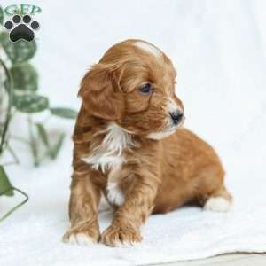 Mia F1b, Cavapoo Puppy